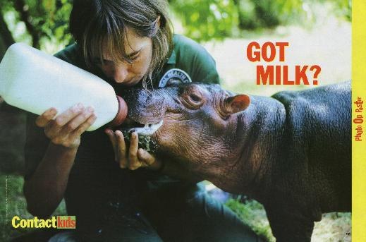 Contact Kids Photo Op Poster — Got Milk? (baby hippopotamus)
